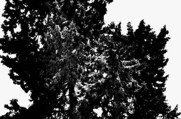 עצים שחור לבן